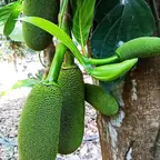 รูปขนุนด่าง (ภาพต้นเขียว)