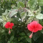รูปชบาด่าง