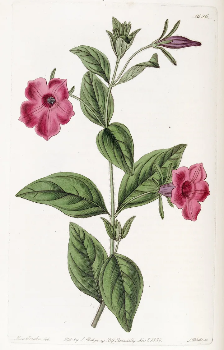 ภาพพิมพ์พฤกษศาสตร์ Petunia violacea ปี ค.ศ. 1833