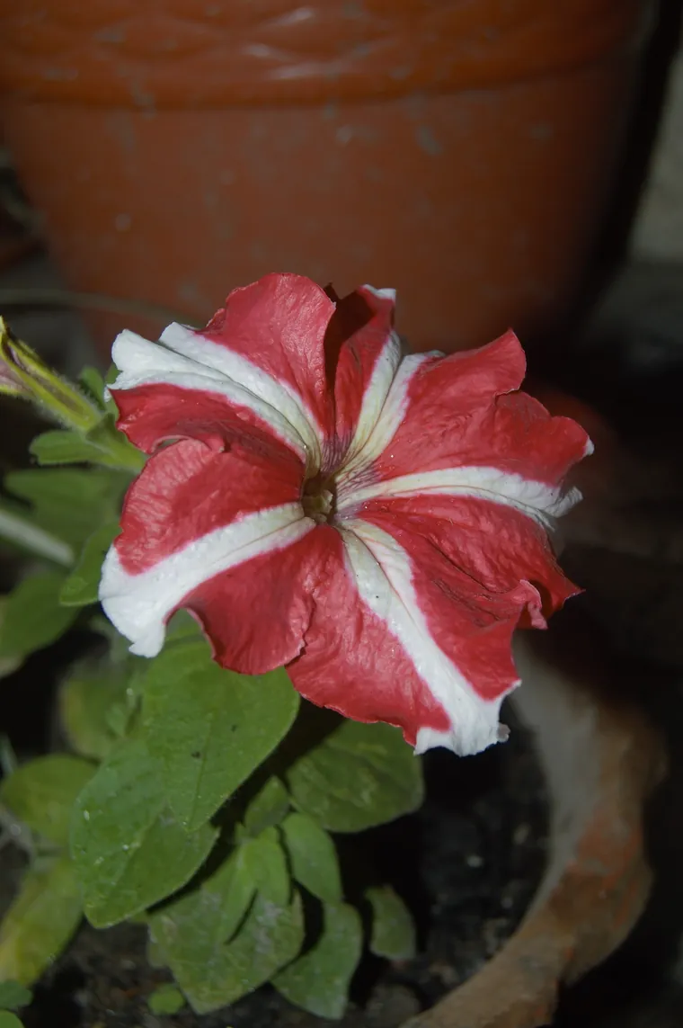 ดอกพิทูเนียสีแดงลายขาวในกระถาง
