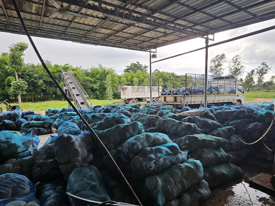 กระสอบยางก้อนถ้วยของสมาชิกจำนวนมากวางเรียงใต้หลังคาจุดรวบรวม มีรถบรรทุกกำลังขึ้นของอยู่ด้านหลัง